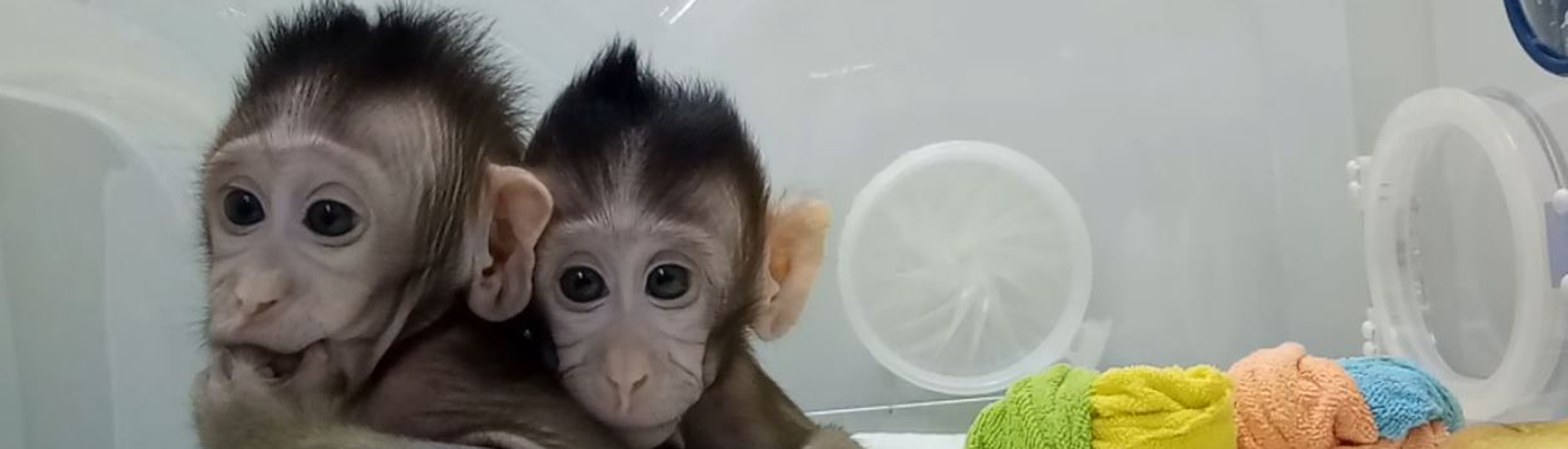 中科院腦智卓越中心團(tuán)隊(duì)突破體細(xì)胞克隆猴的世界難題